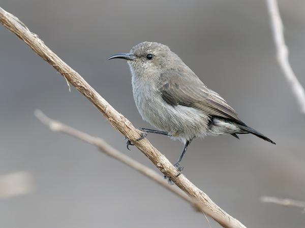 Palestine sunbird (Cinnyris osea)